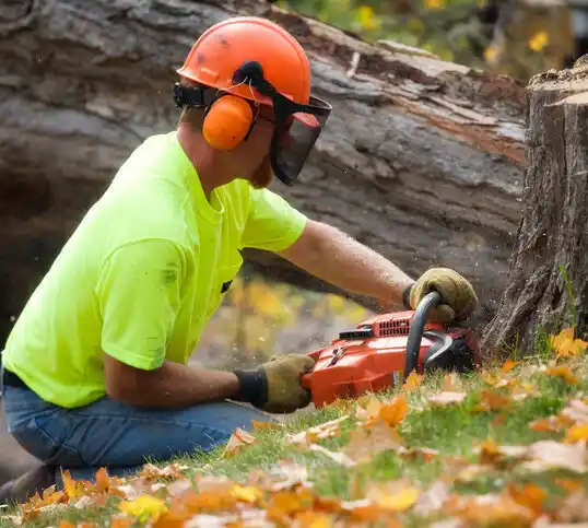 tree services San Antonito